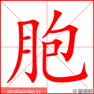 胞 的笔顺动画顺序