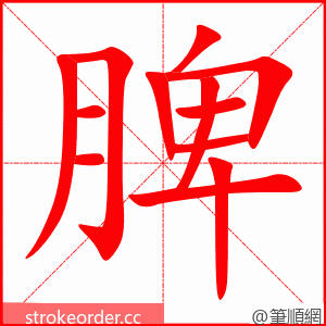 脾 的笔顺动画顺序