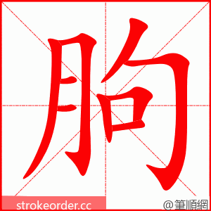 朐 的笔顺动画顺序