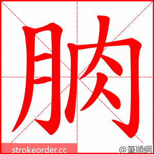 朒 的笔顺动画顺序