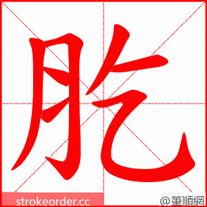 肐 的笔顺动画顺序