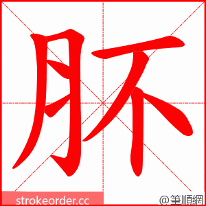 肧 的笔顺动画顺序