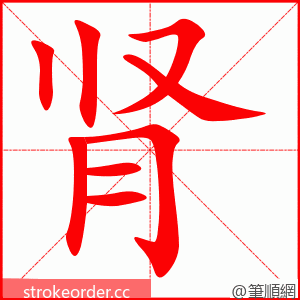stroke order animation of 肾