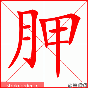 胛 的笔顺动画顺序