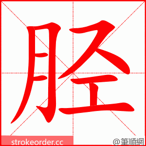 胫 的笔顺动画顺序