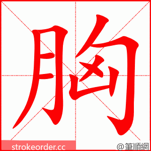 胸 的笔顺动画顺序