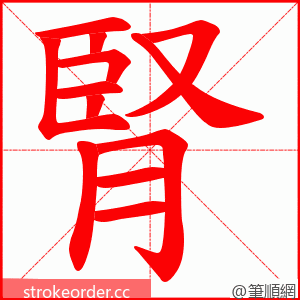 腎 的笔顺动画顺序