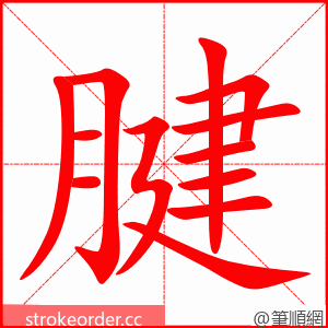 stroke order animation of 腱