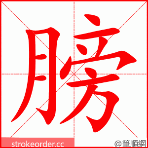 膀 的笔顺动画顺序