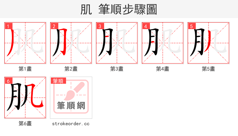 肌 的笔顺分步演示