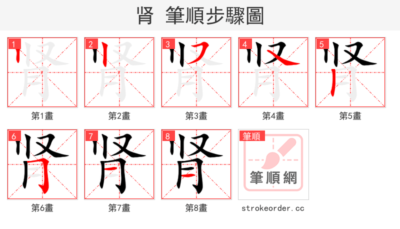 肾 的笔顺分步演示