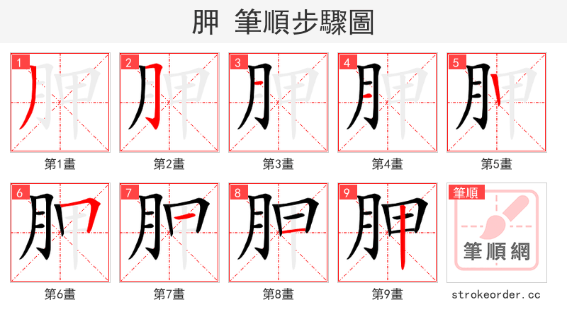 胛 的笔顺分步演示