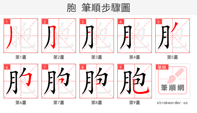 胞 的笔顺分步演示