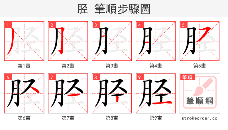 胫 的笔顺分步演示