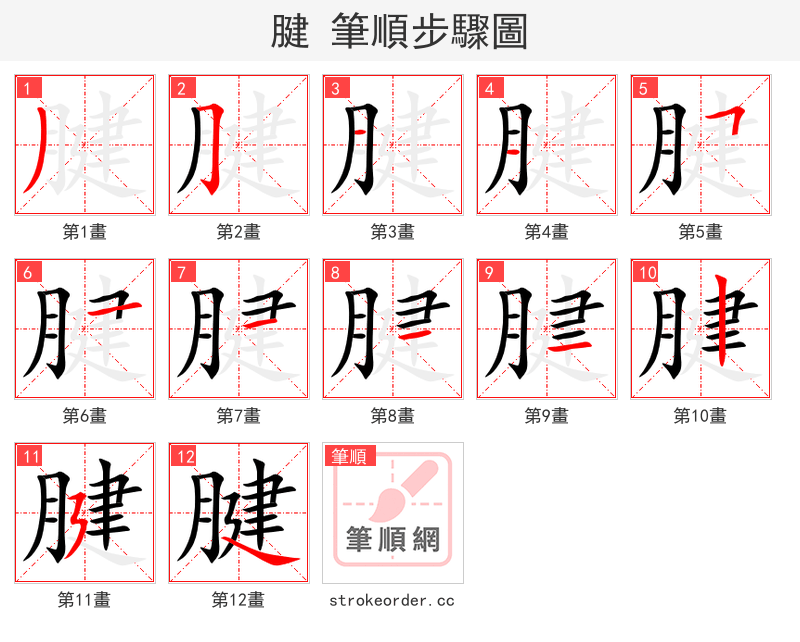 腱 的笔顺分步演示