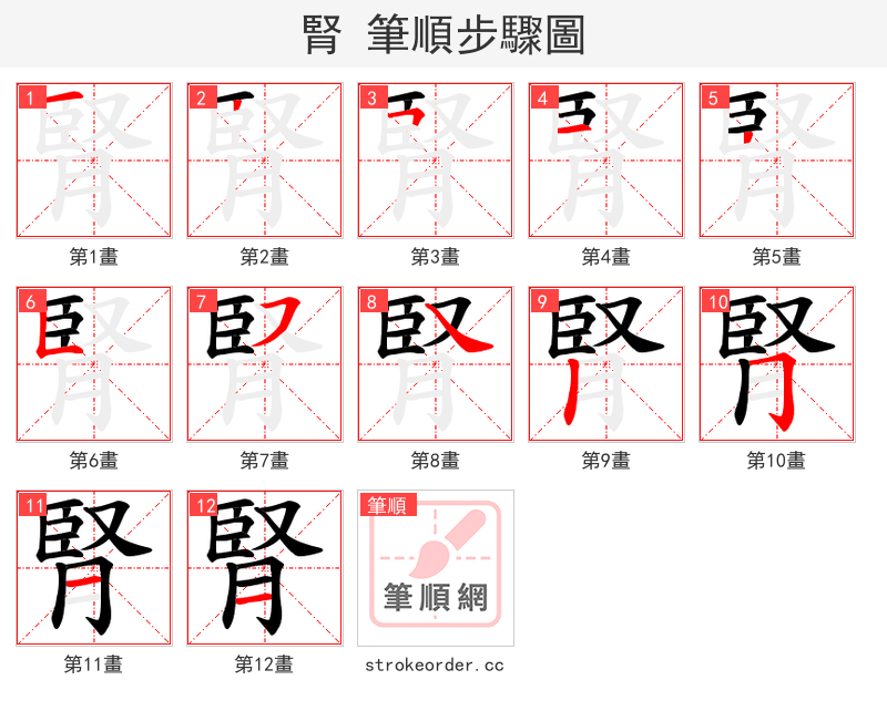 腎 的笔顺分步演示（一笔一画写字）
