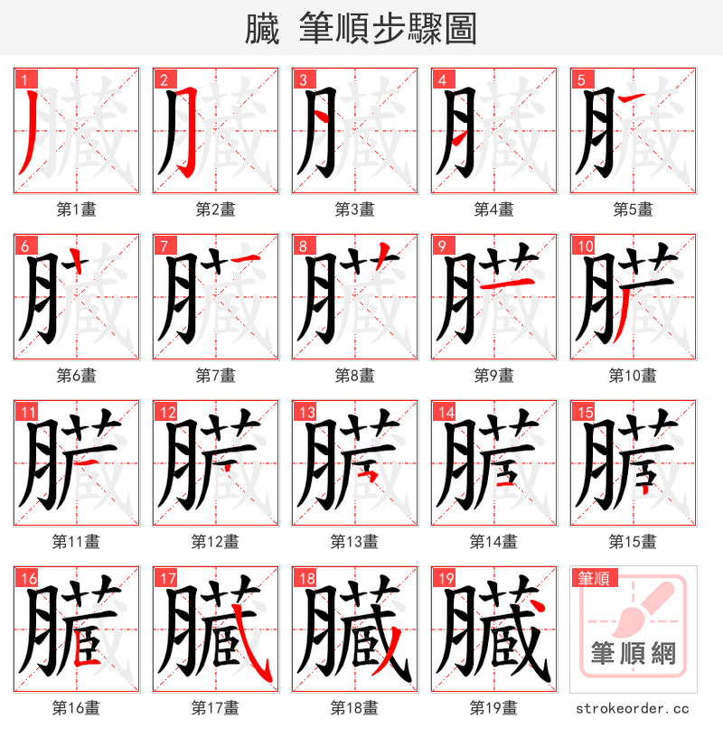 臓 的笔顺分步演示（一笔一画写字）